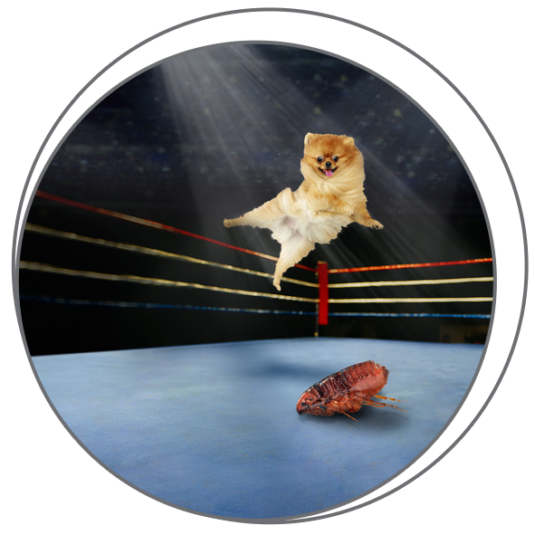 Product intro image